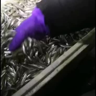 新鲜公鱼天天有货质量好