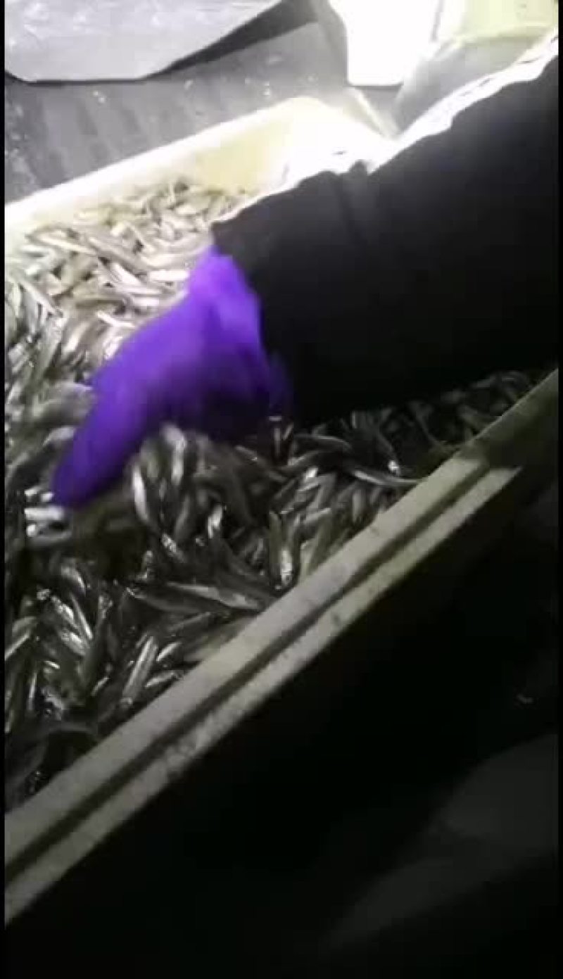 新鲜公鱼天天有货质量好