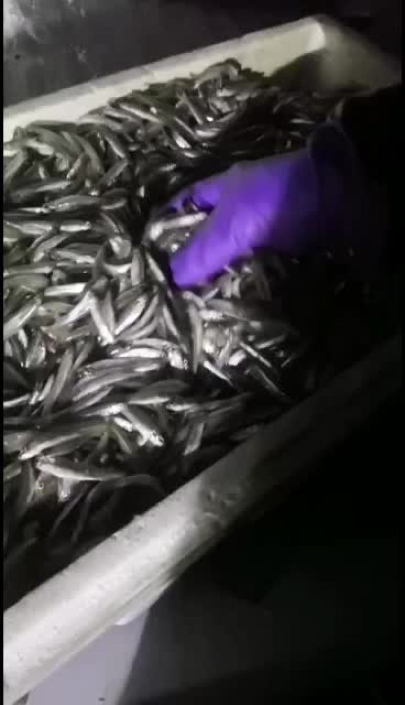 新鲜公鱼天天有货质量好
