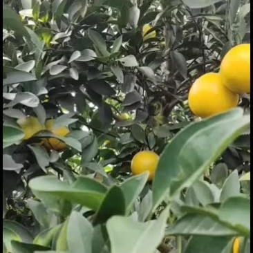 广西扶绥县高品质红江橙