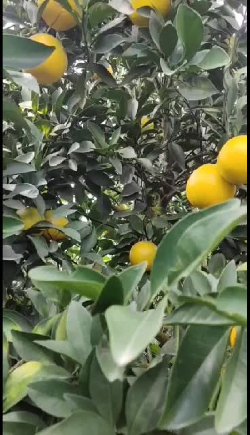 广西扶绥县高品质红江橙