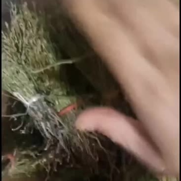 精品短杆独脚金喜欢的客商欢迎合作共赢