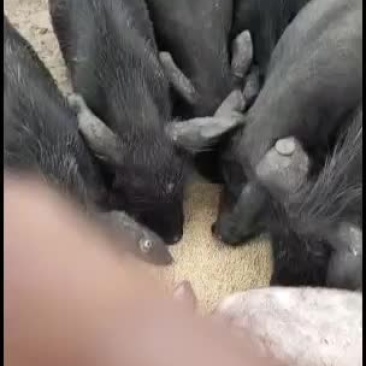 藏香猪巴马香猪大量供应！长势快出肉率高抗病能力强！