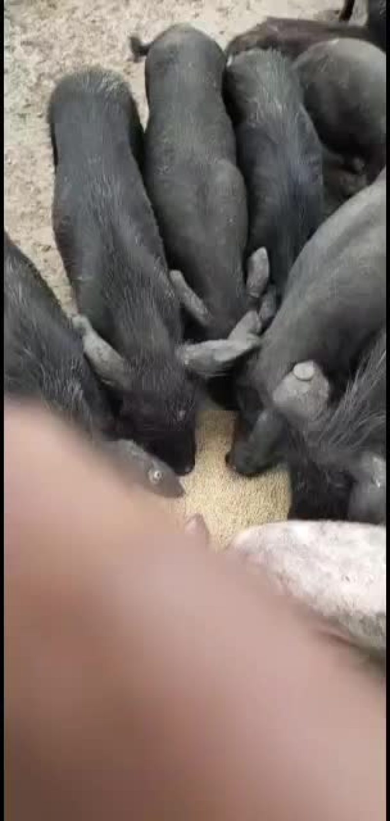 藏香猪巴马香猪大量供应！长势快出肉率高抗病能力强！