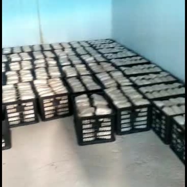 规模化基地大球盖菇，培种，种植销售，一体化