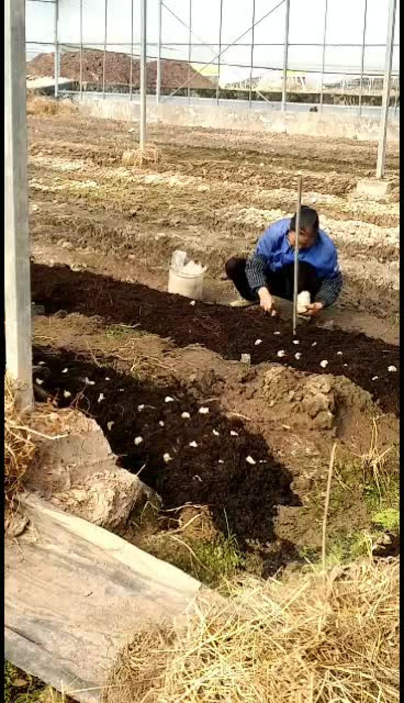 规模化基地大球盖菇，培种，种植销售，一体化