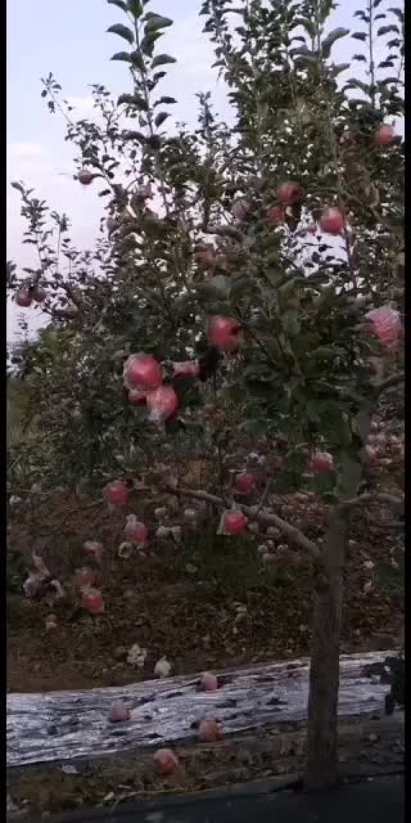 正宗陕西红富士苹果！