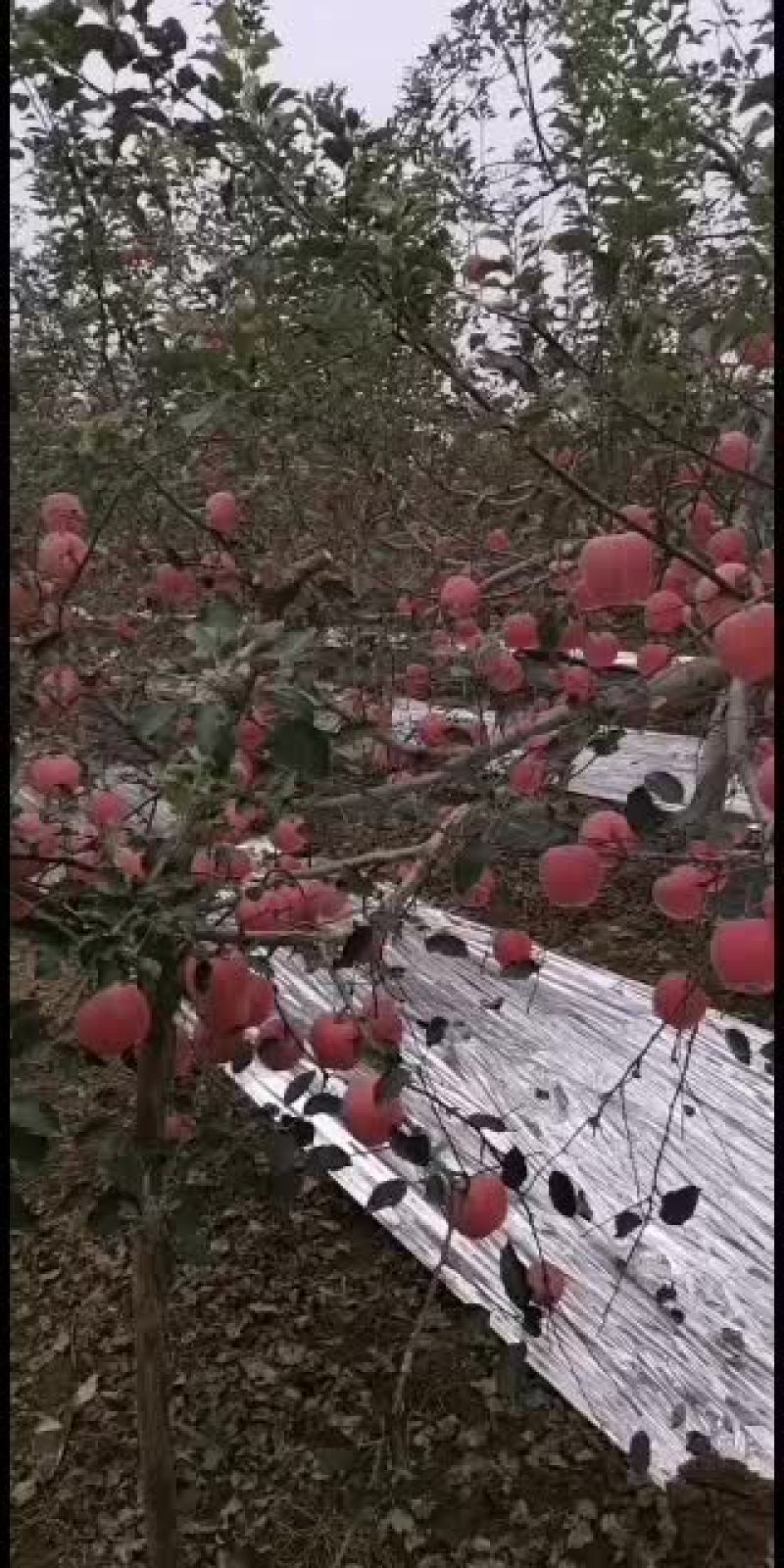 正宗陕西红富士苹果！
