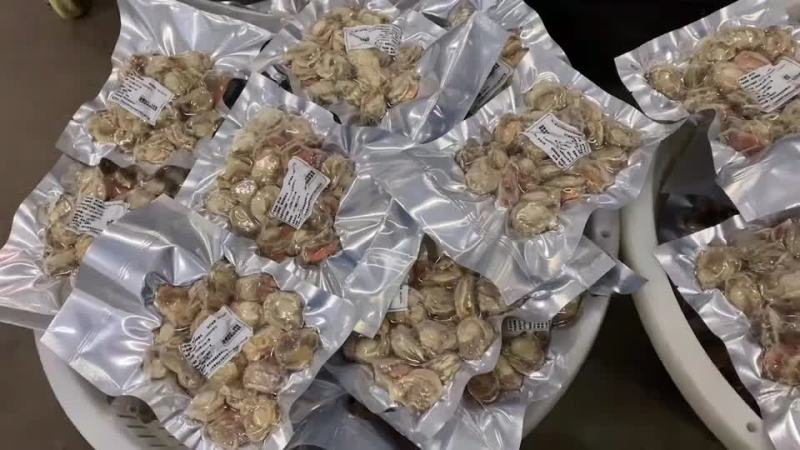 扇贝肉冻扇贝肉一袋40斤无冰全国代发货