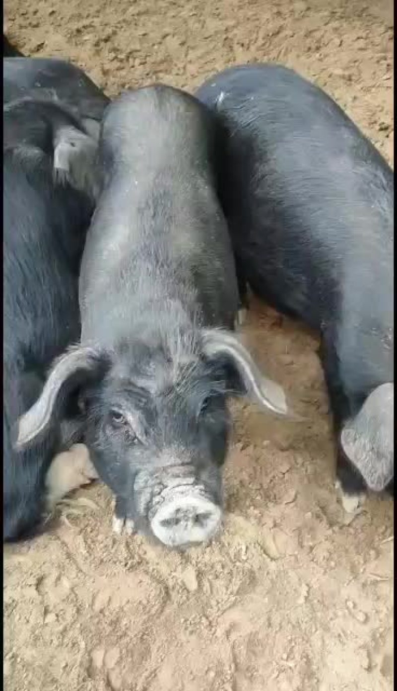藏香猪巴马香猪大量供应！长势快出肉率高抗病能力强！