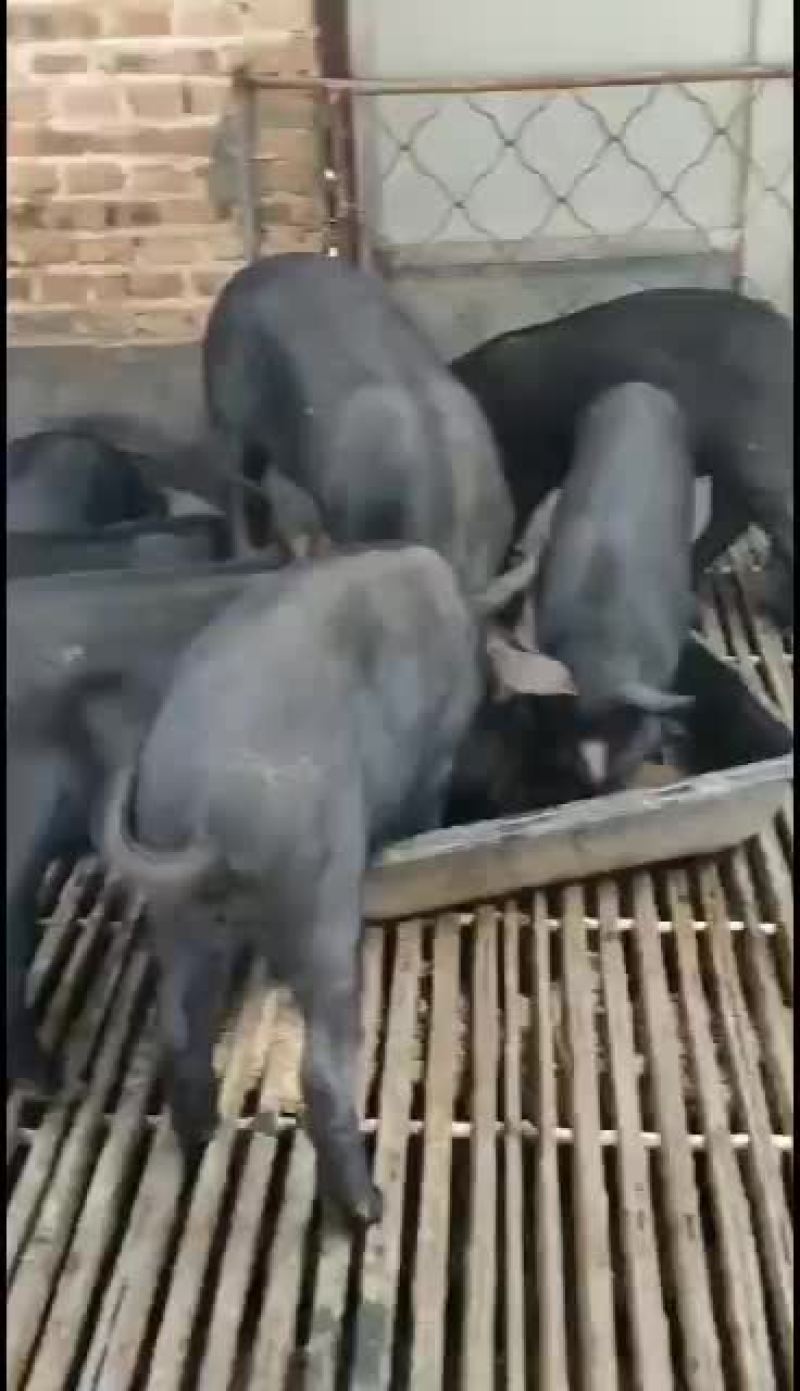 藏香猪巴马香猪大量供应！长势快出肉率高抗病能力强！