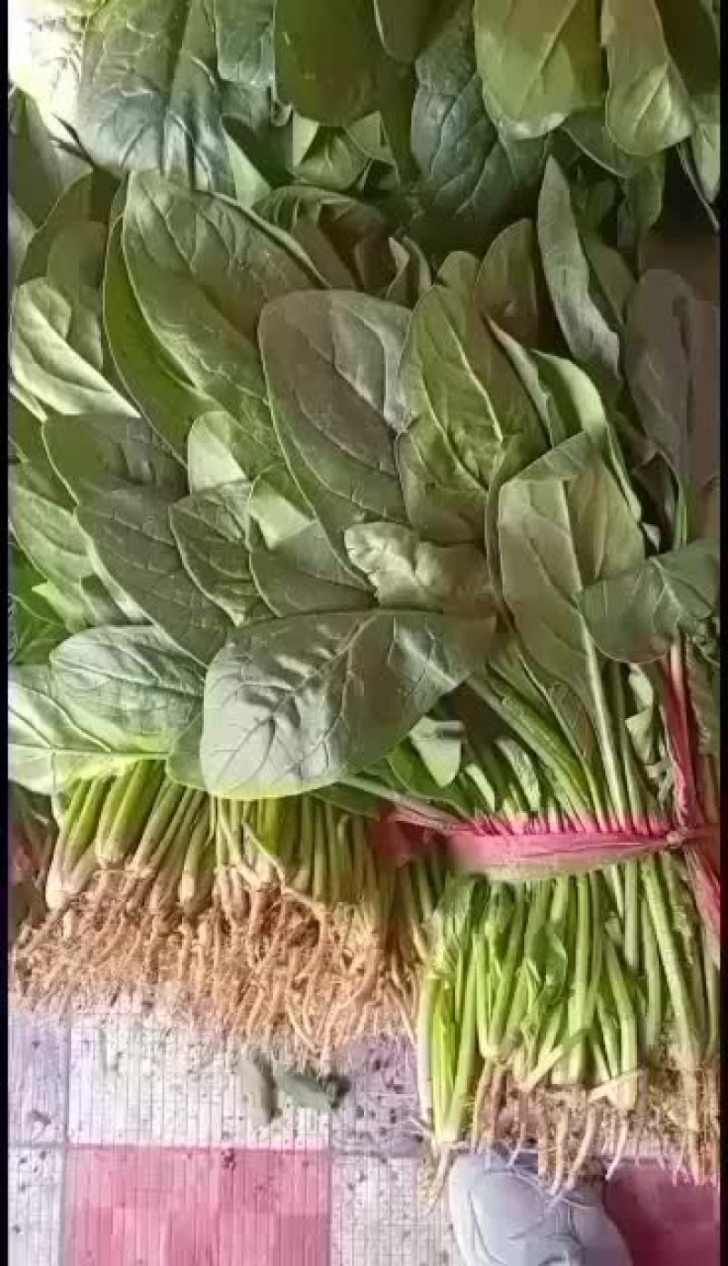 河北衡水菠菜已经大量上市了