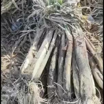 红葱陕北红葱，产地