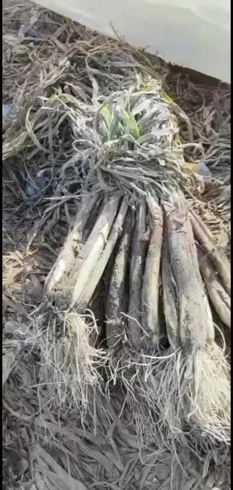 红葱陕北红葱，产地