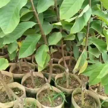 释迦果苗，一手货源大机地苗圃。