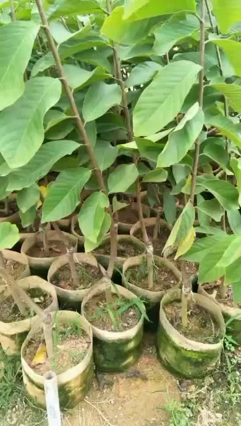 释迦果苗，一手货源大机地苗圃。