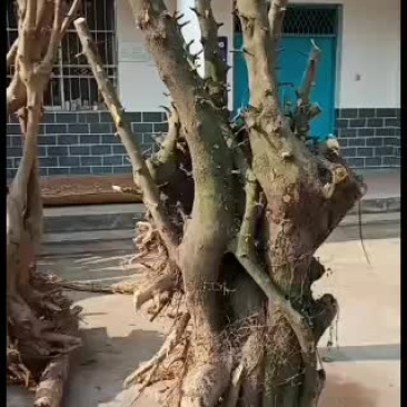 下山桩金蛋子大量供应
