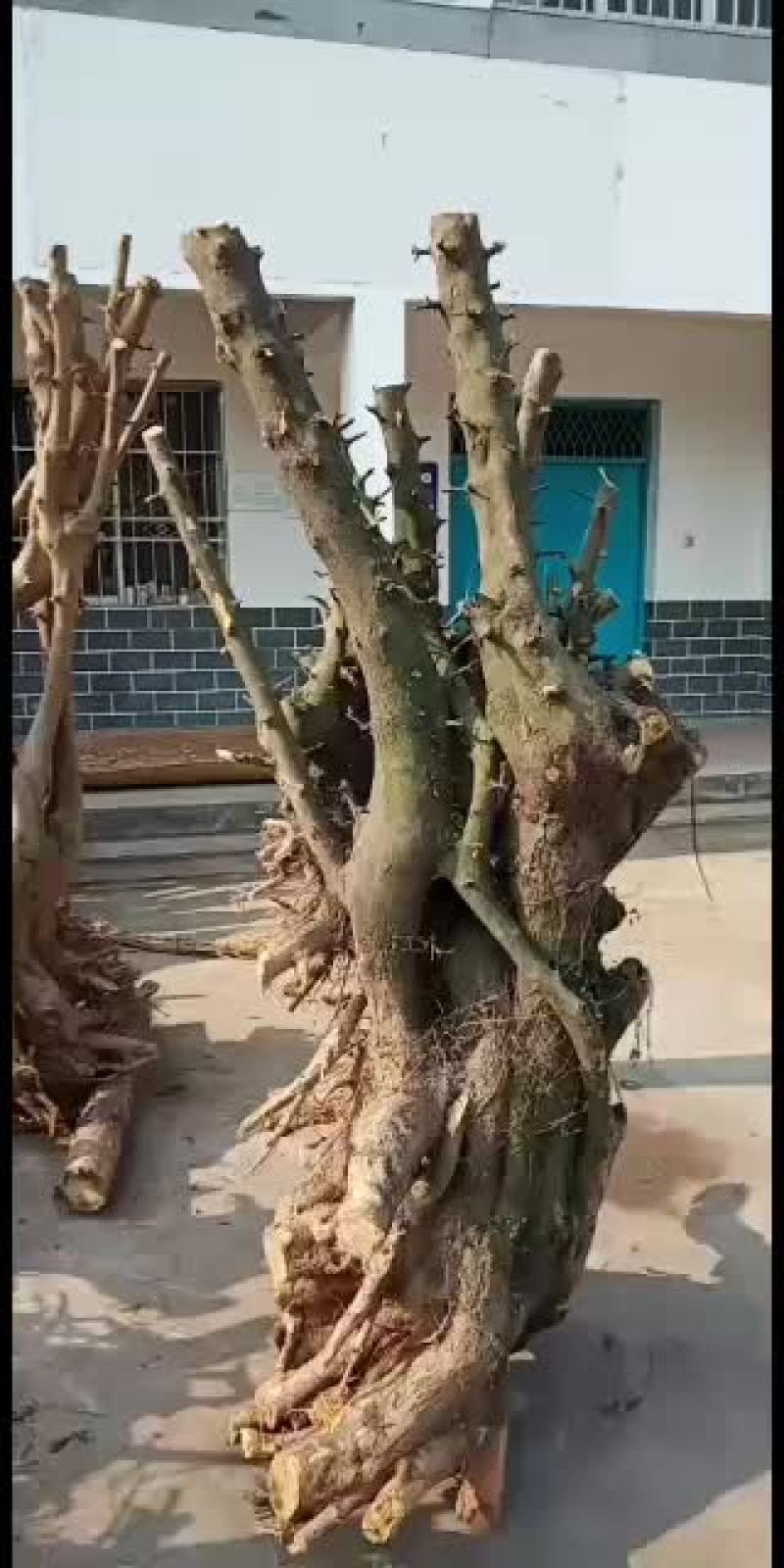 下山桩金蛋子大量供应