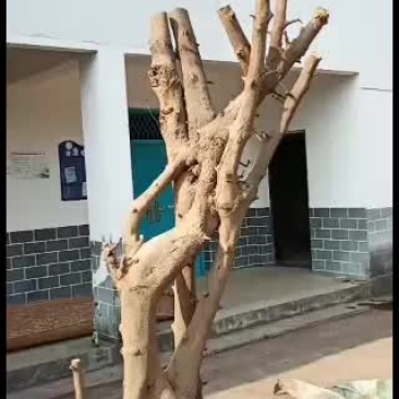 大量下山桩金蛋子大量批发