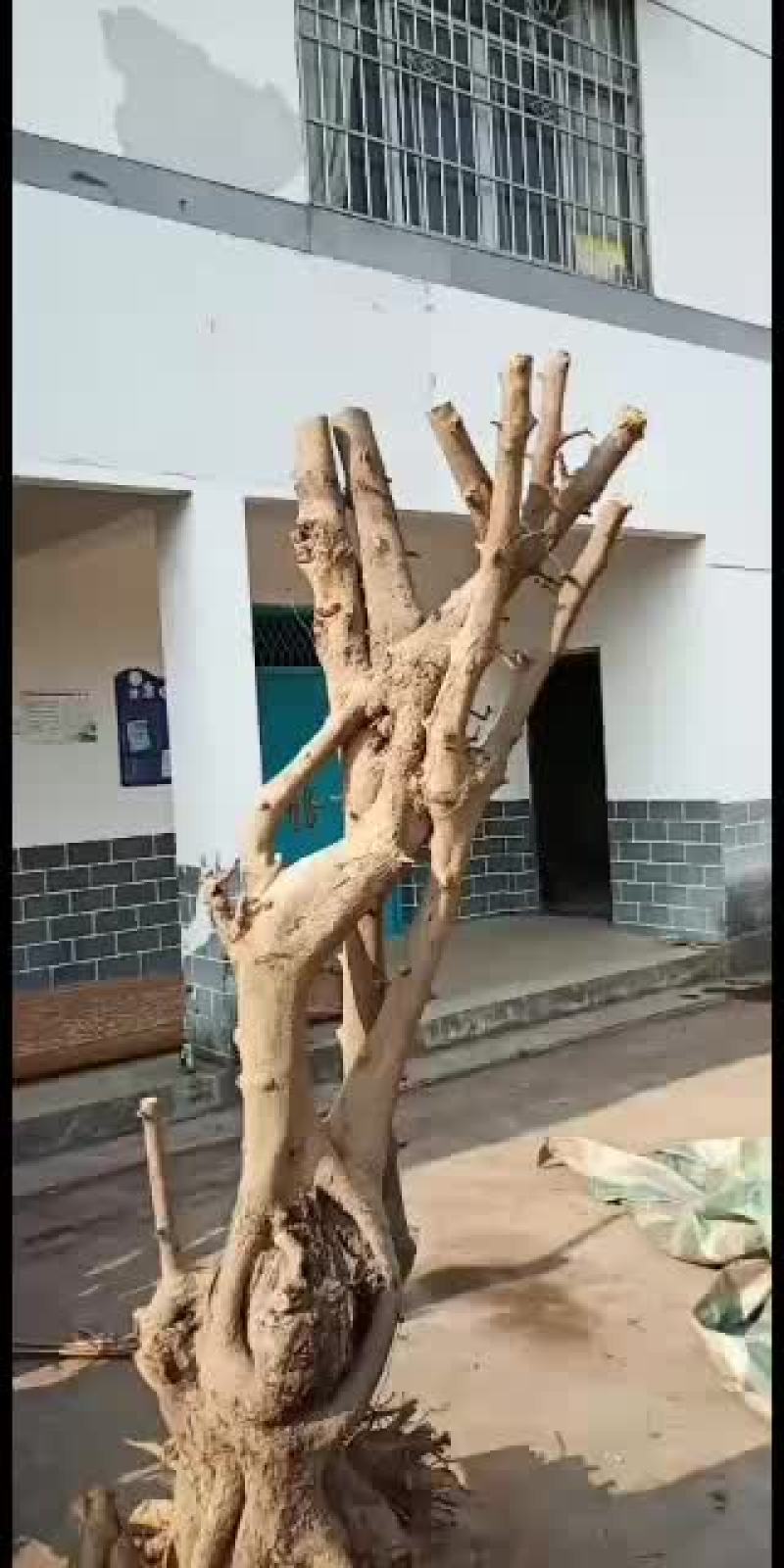 大量下山桩金蛋子大量批发