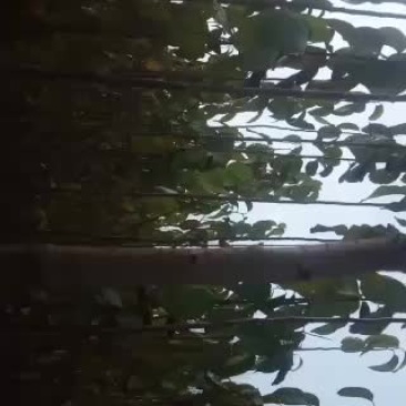 大量供应杜仲苗十万颗