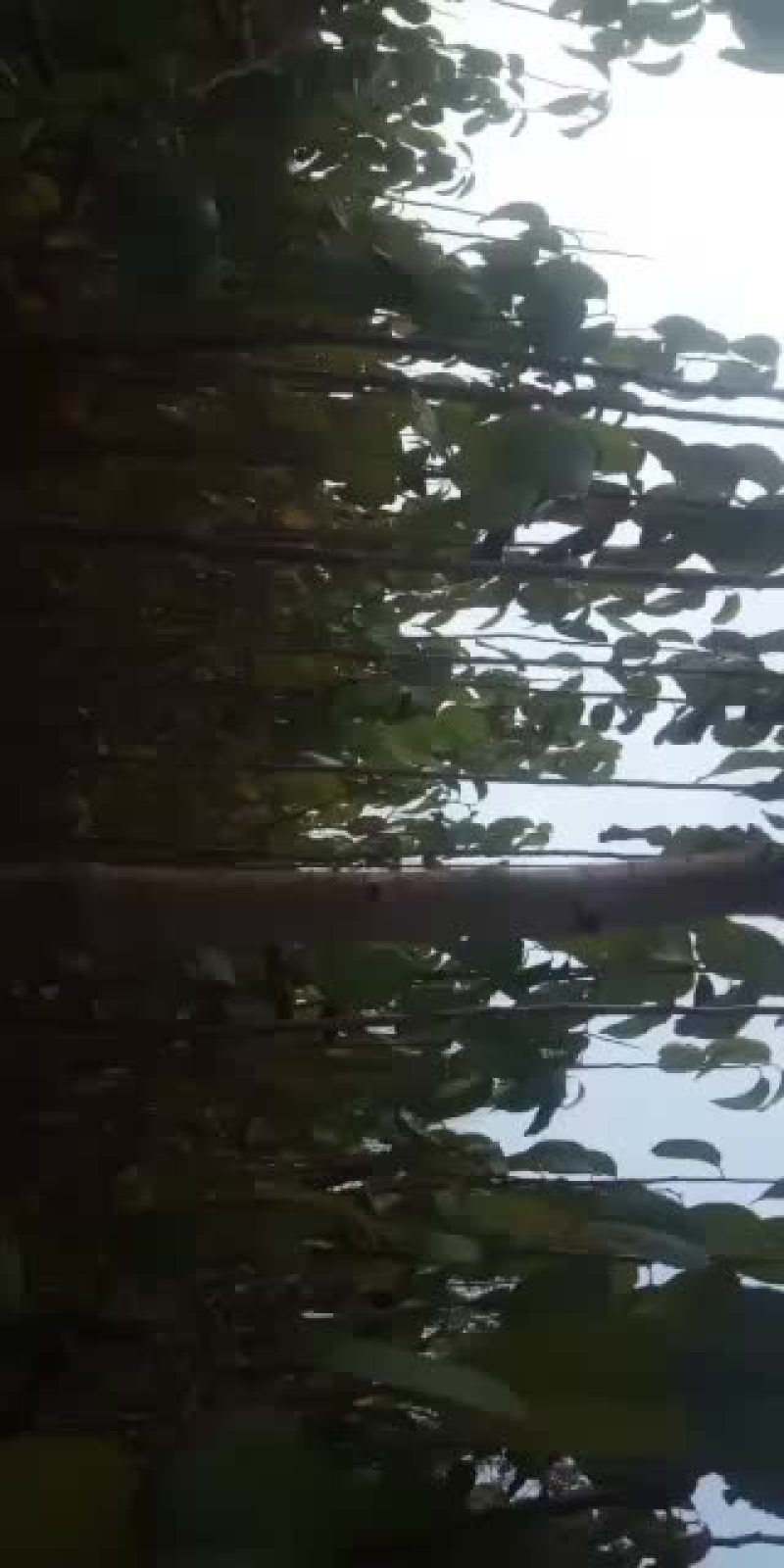 大量供应杜仲苗十万颗
