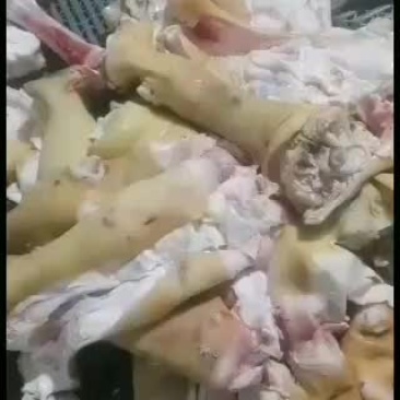 全去骨牛蹄质量保证公牛品质牛副产品