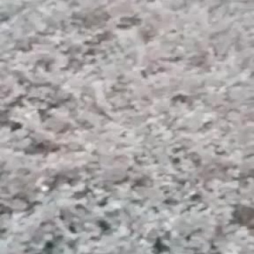 绿化苗木红继木工程小苗