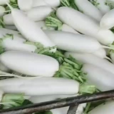 重庆潼南区白萝卜大量上市