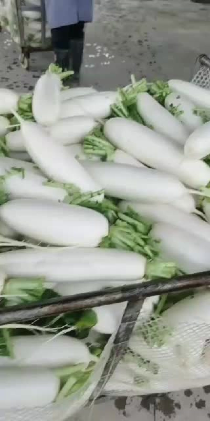重庆潼南区白萝卜大量上市
