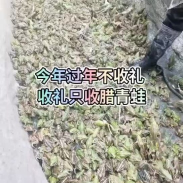 烘干熏制腊蛙，自己场地养殖加工，纯生态食品