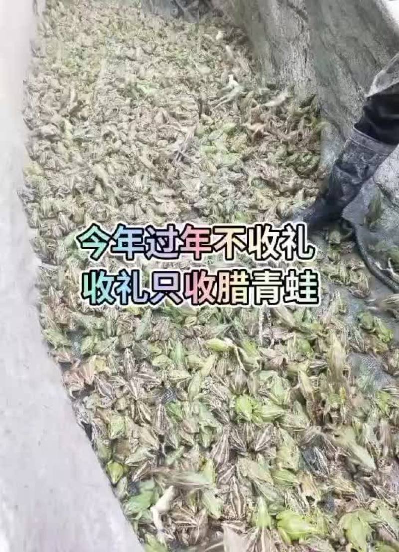 烘干熏制腊蛙，自己场地养殖加工，纯生态食品
