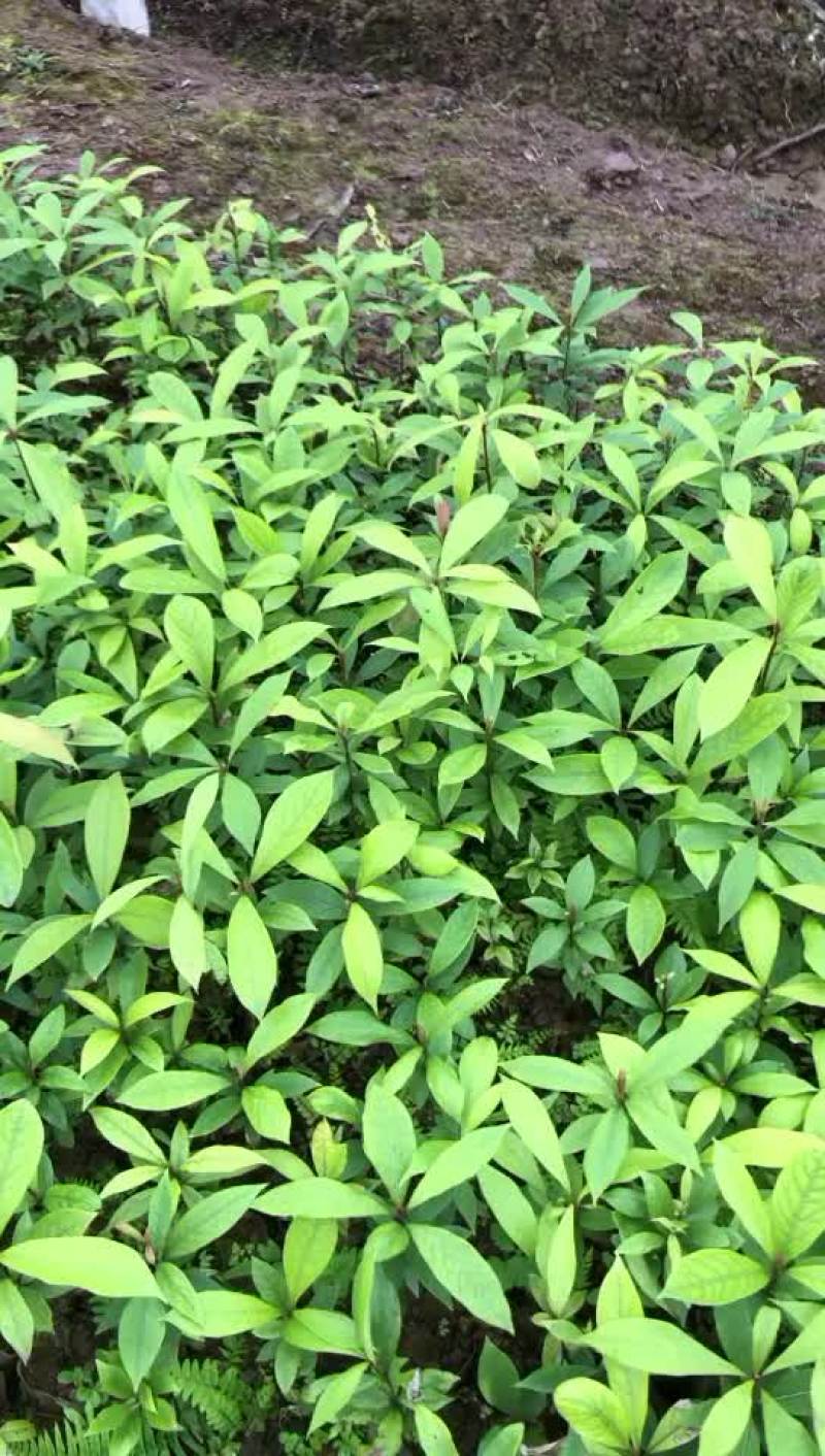 大小金丝楠木苗，全部杯苗低价处理