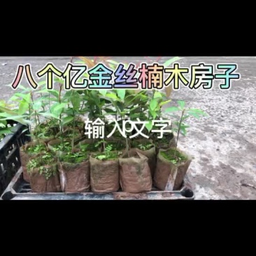 大小金丝楠木苗，全部杯苗低价处理