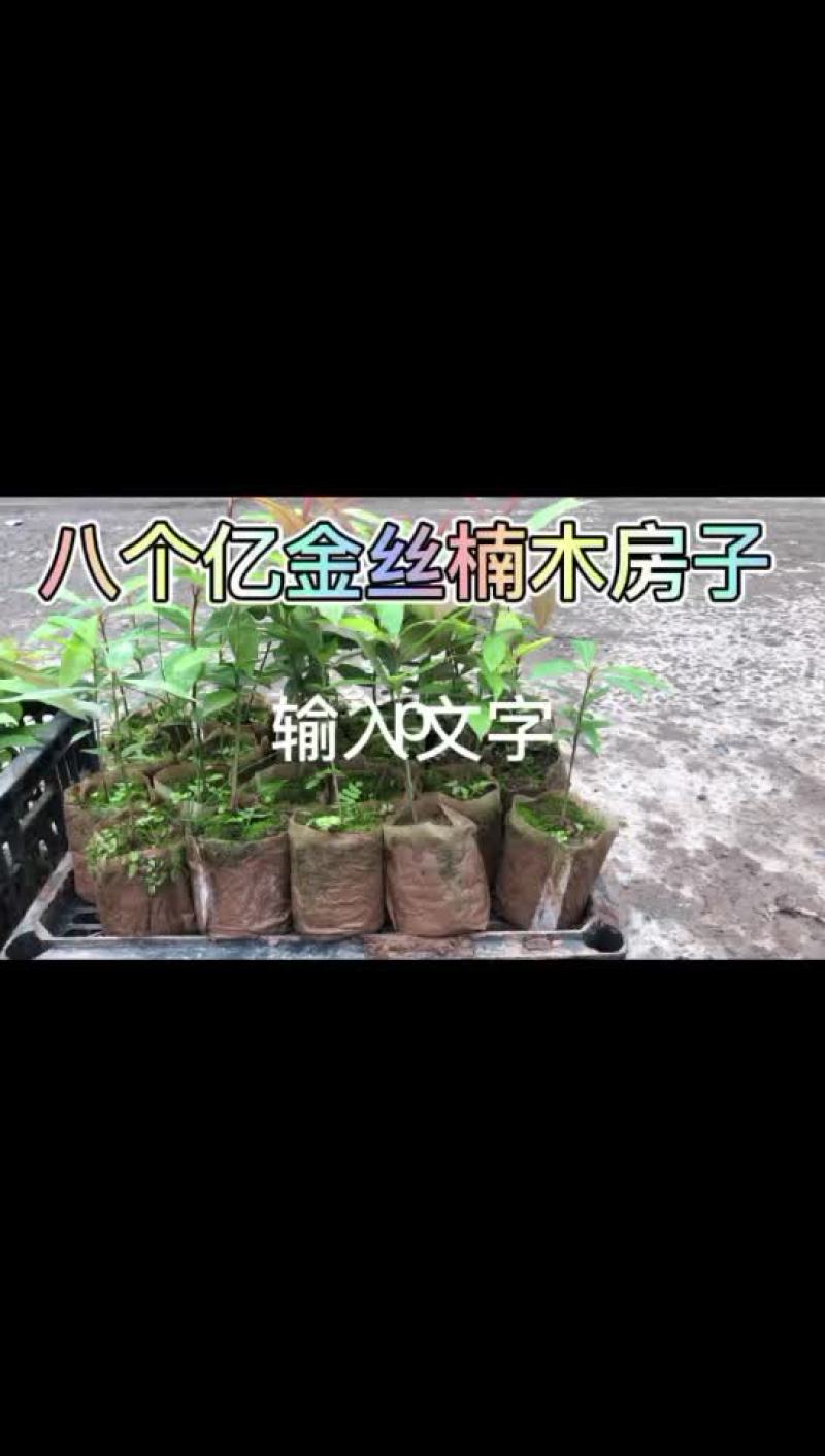 大小金丝楠木苗，全部杯苗低价处理