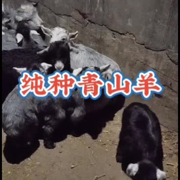 嘉祥县洪昆青山羊繁殖基地