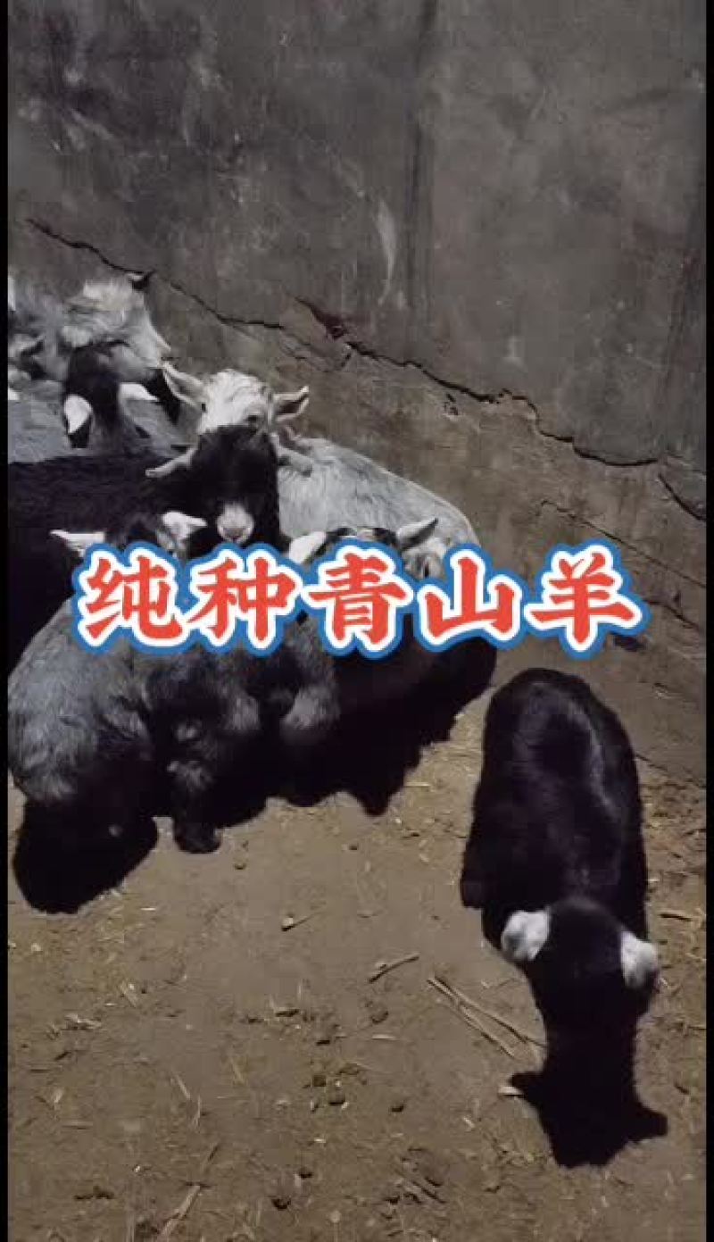 嘉祥县洪昆青山羊繁殖基地