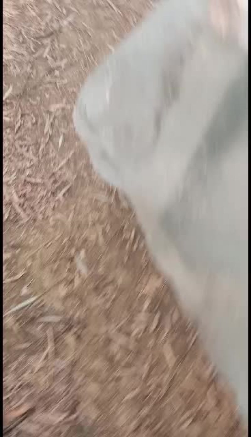 优质黄河精品大鲤鱼物美价廉