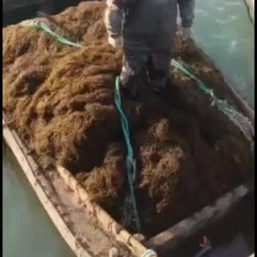 马尾草海洋里海草可加工有机肥