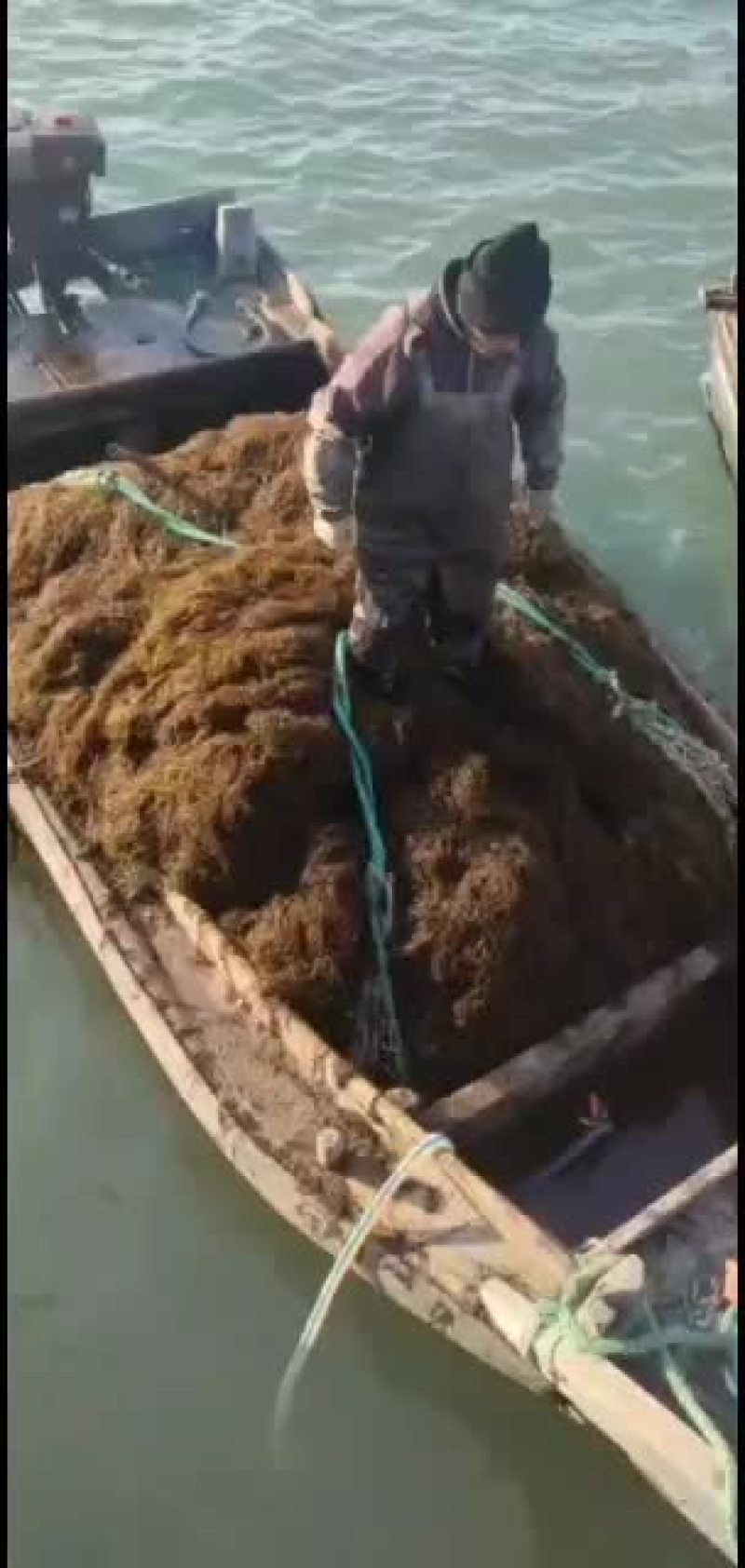 马尾草海洋里海草可加工有机肥