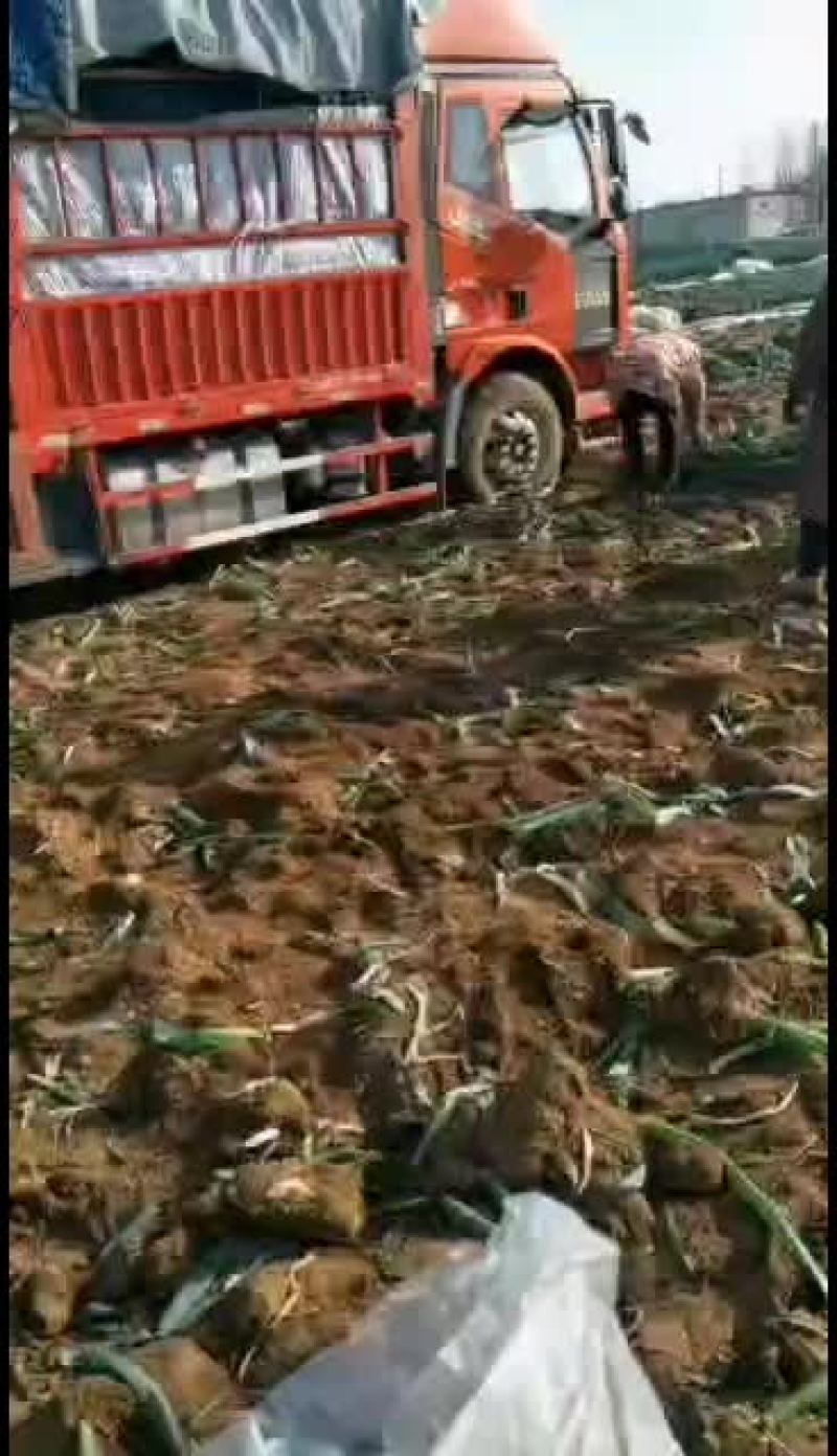 葱白35公分以上的精品钢葱大量有货