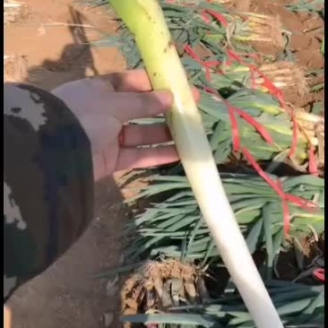 葱白35公分以上的精品钢葱大量有货