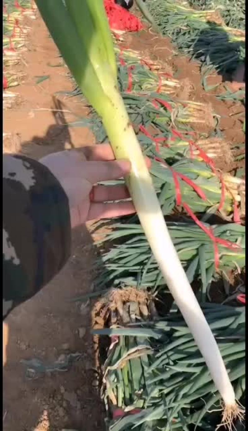 葱白35公分以上的精品钢葱大量有货
