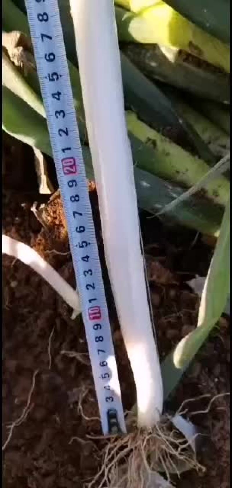 葱白35公分以上的精品钢葱大量有货