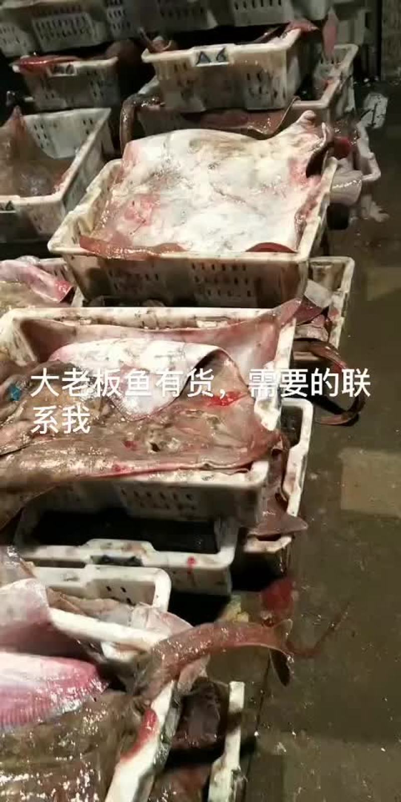 老板鱼是餐桌美味佳肴