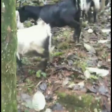 放山土山羊正宗的农村土山羊