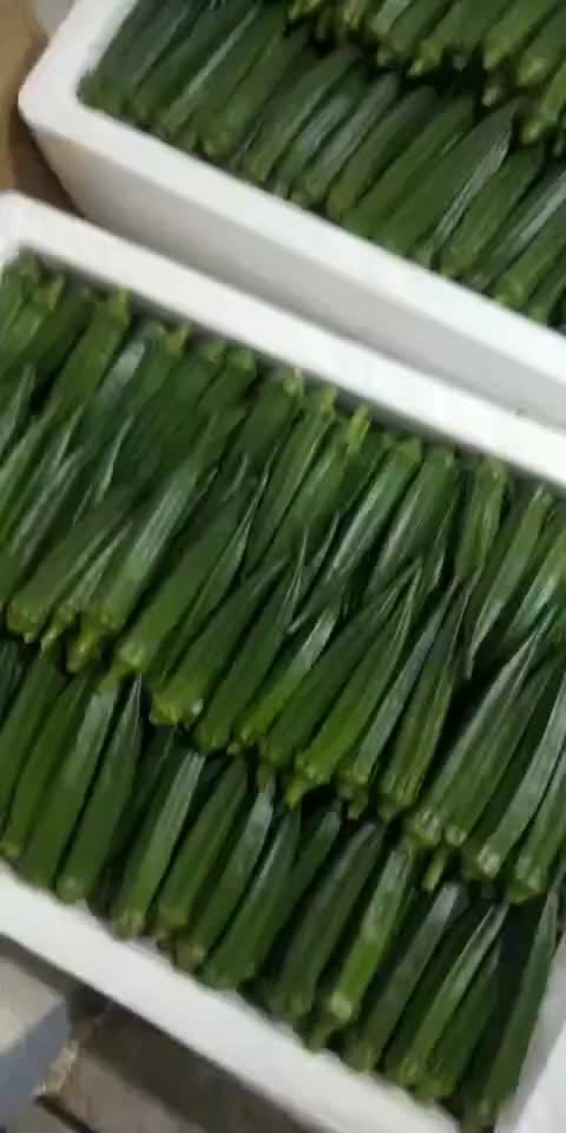 海南三亚精品黄秋葵全国代发