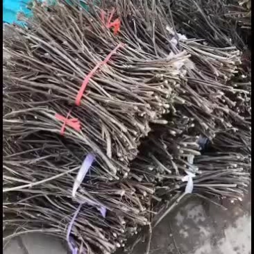 出售金银花老桩，金银花插扦枝条
