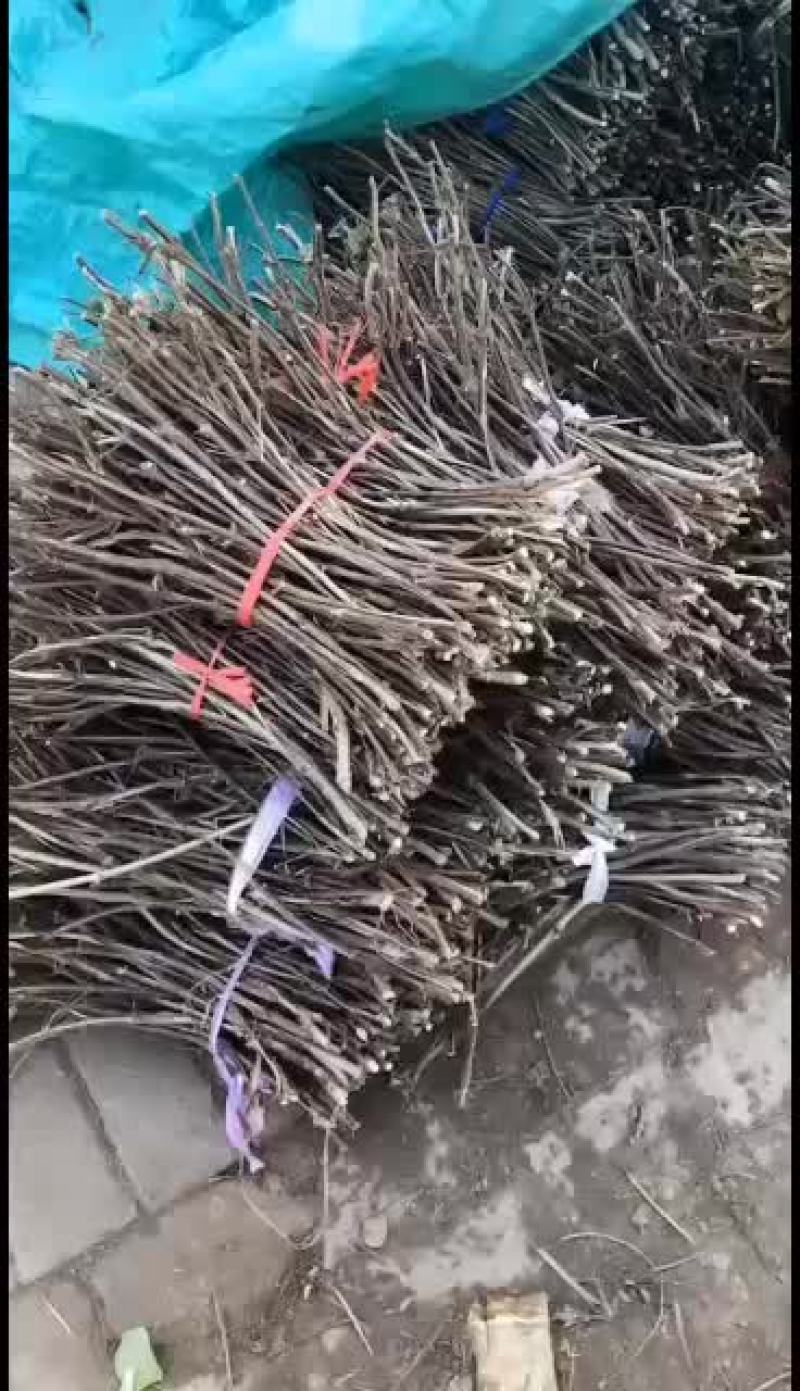 出售金银花老桩，金银花插扦枝条