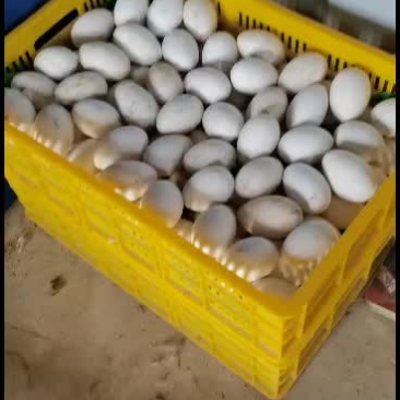合浦正宗狮头鹅苗，鹅蛋